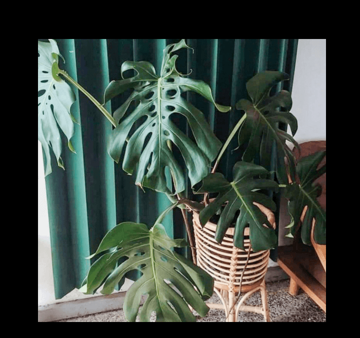 Monstera deliciosa plant in a wicker basket with large fenestrated leaves