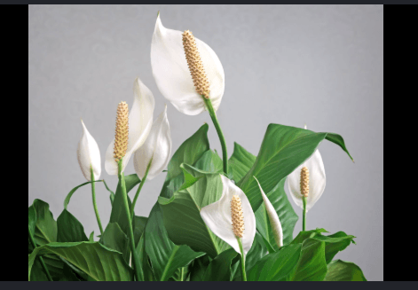 Close-up of peace lily white spathes with golden spadix showing healthy blooms on a plant receiving proper nutrition