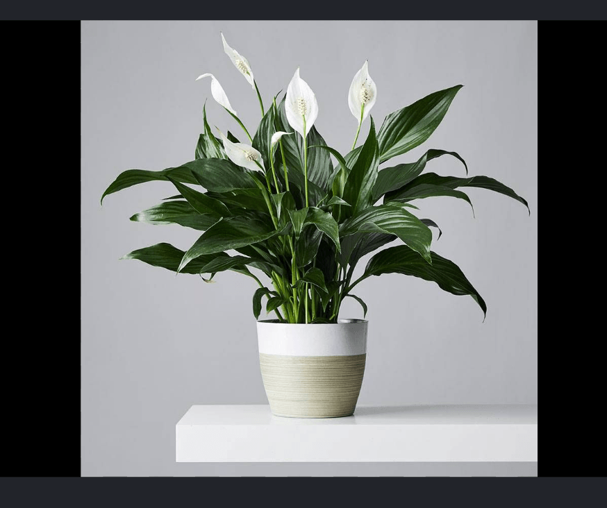 Healthy peace lily with glossy dark green leaves and white spathes in a two-tone ceramic pot on a white surface