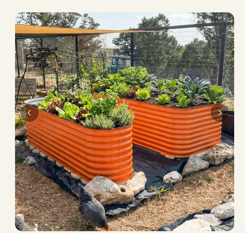 Two 32 inch tall Vegega metal raised garden beds in vibrant orange, filled with lettuce, kale, and herbs, in an outdoor garden setting