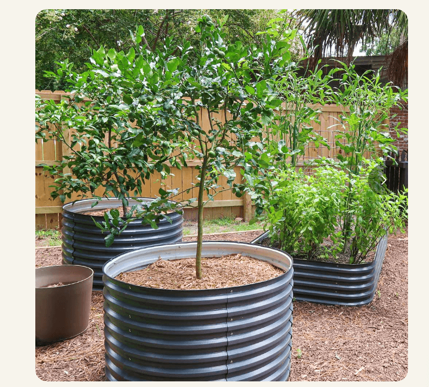 Round dark gray Vegega 32 inch raised garden bed with a young citrus tree, mulched garden area