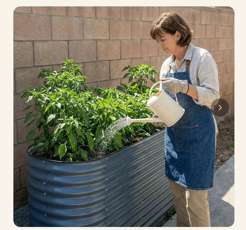 Woman in a denim apron watering pepper plants in a dark gray Vegega raised garden bed at waist height, standing upright without bending