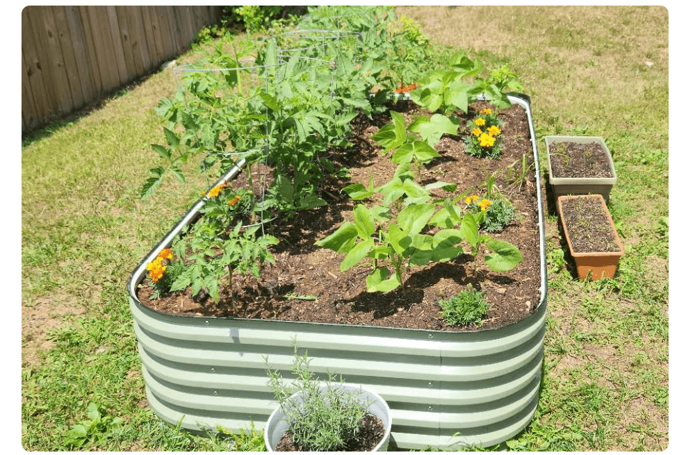 Green corrugated Vegega 17 inch tall 4x8 raised garden bed on grass, growing tomatoes, bush beans, and marigolds