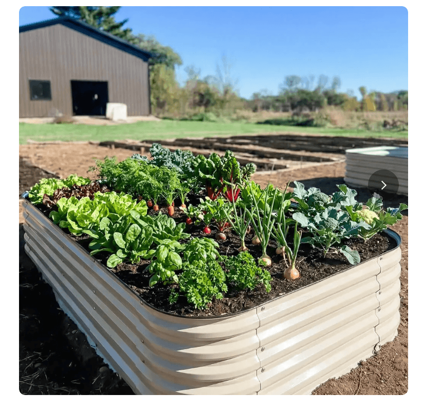 Cream corrugated metal 4x8 raised garden bed planted with lettuce, kale, carrots, radishes, and herbs in front of a large barn